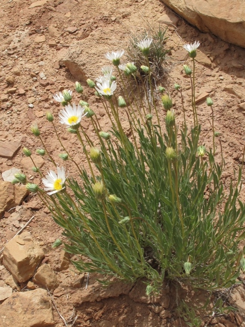 Xylorhiza venusta